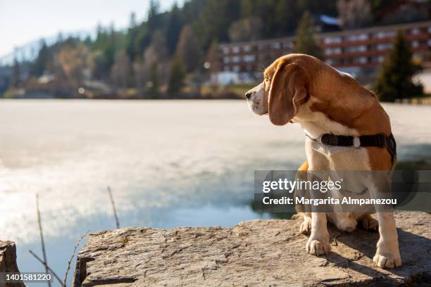 beagle puppy looking back at the frozen lake in crans montana - hound 個照片及圖片檔