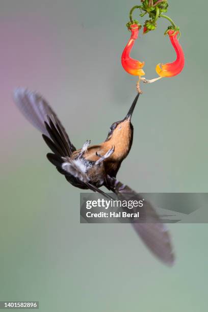 purple-throated mountain-gem hummingbird female flying upside down - purple throated mountain gem stock pictures, royalty-free photos & images