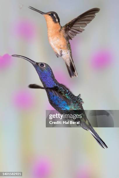 violet sabrewing hummingbird and purple-throated  mountain gem hummingbird female flying - purple throated mountain gem stock pictures, royalty-free photos & images