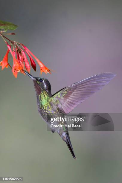 purple-throated mountain-gem hummingbird male feeding on flower - purple throated mountain gem stock pictures, royalty-free photos & images