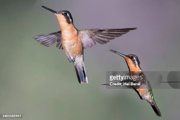 pair of purple-throated mountain-gem hummingbird females flying - purple throated mountain gem stock pictures, royalty-free photos & images