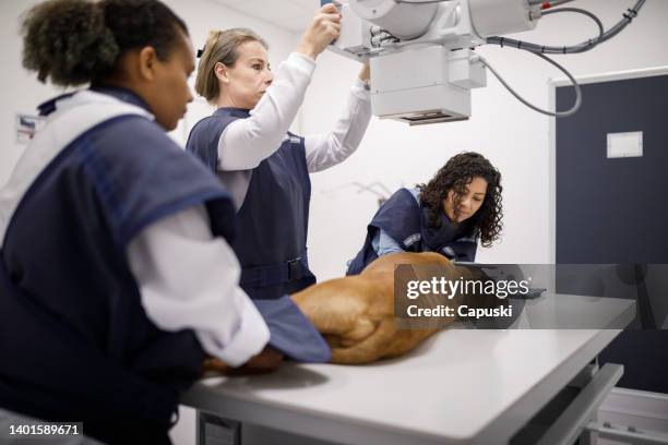 professionnels exploitant un appareil à rayons x - équipement de radiologie photos et images de collection