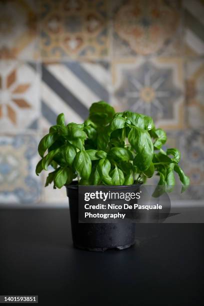 basil potted plant - basil stock pictures, royalty-free photos & images