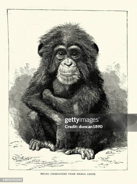 young chimpanzee from sierra leone at london zoo, 1888, 19th century - chimpanzee stock illustrations