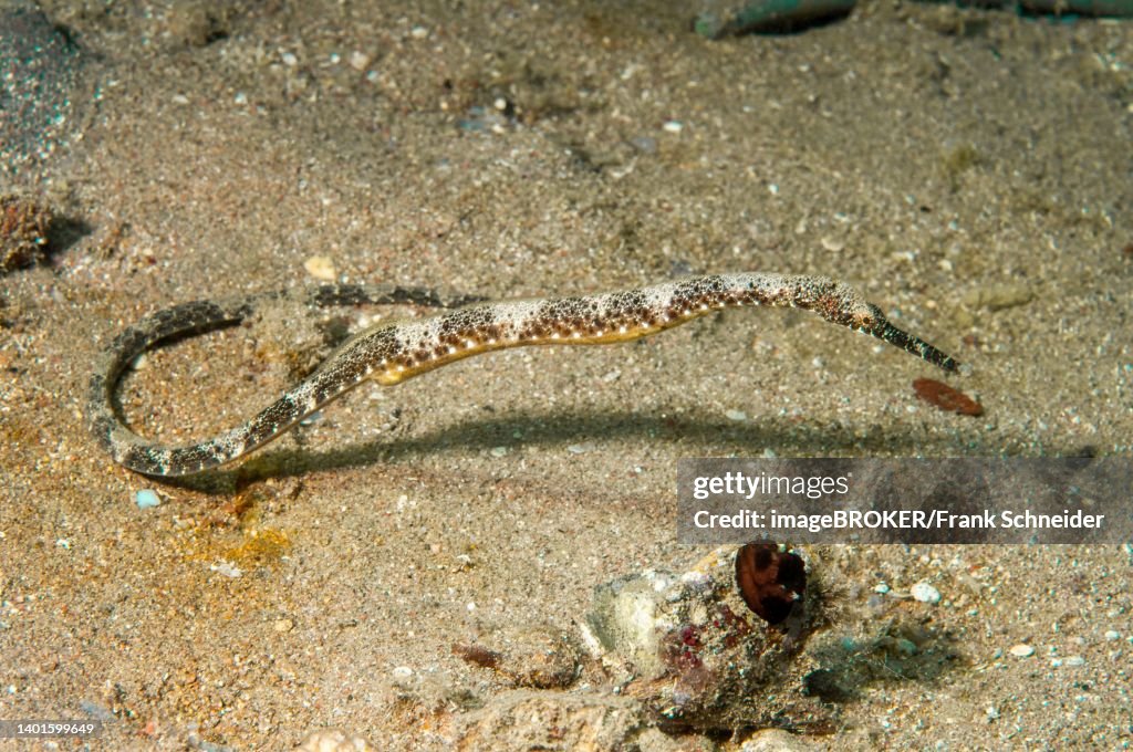 Schultz's pipefish (Corythoichthys schultzi), Red Sea, Hurghada, Egypt