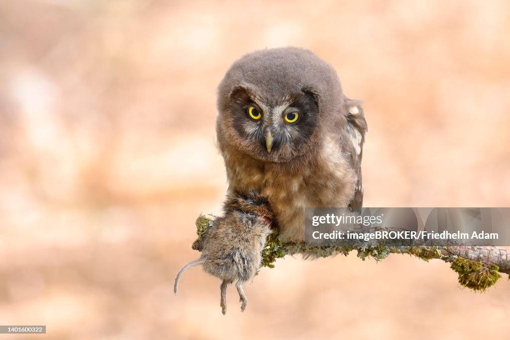 Tengmalm's Owl (Aegolius funereus), juvenile, with a preyed ground mouse (Microtus agrestis), sitting on a larch branch, Siegerland, North Rhine-Westphalia, Germany
