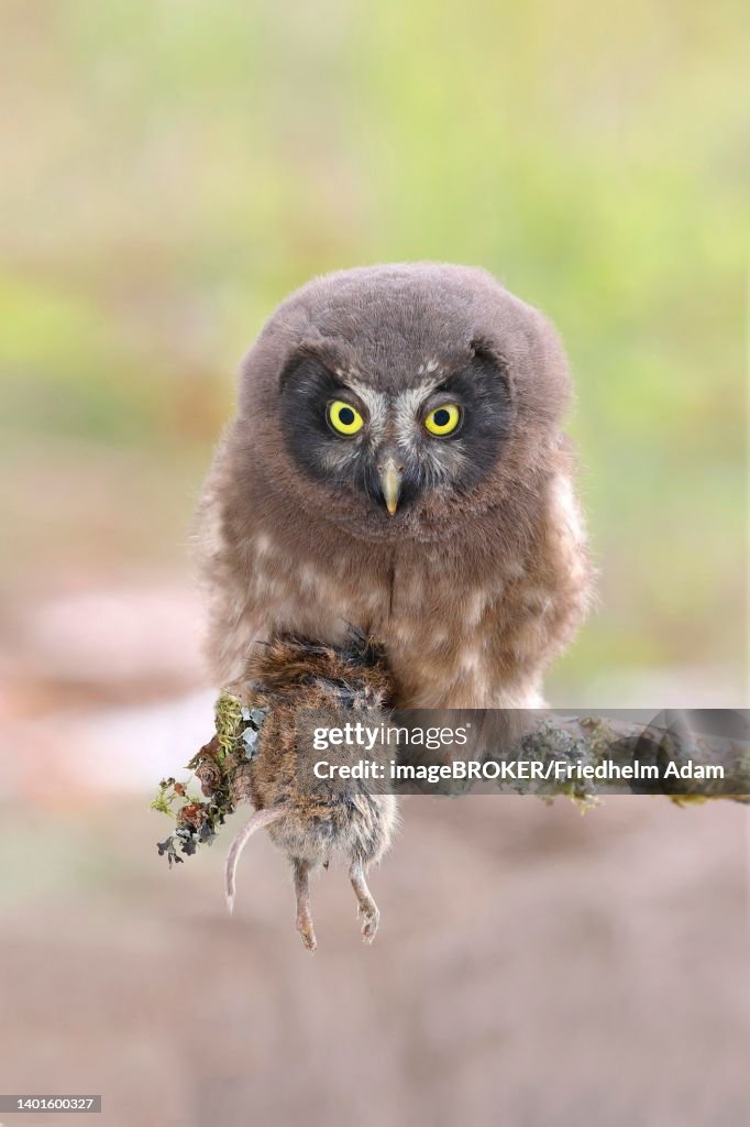Tengmalm's Owl (Aegolius funereus), juvenile, with a preyed ground mouse (Microtus agrestis), sitting on a larch branch, Siegerland, North Rhine-Westphalia, Germany