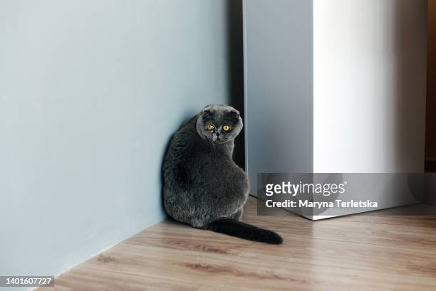 the gray cat is sitting in the corner. purebred british fold cat. british breed. home pet. - vet with kitten stockfoto's en -beelden