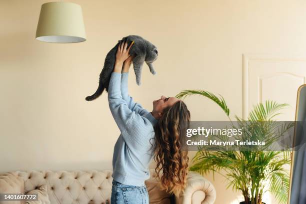 young beautiful girl with a pet cat. british fold stubborn gray cat. - shorthair cat ストックフォトと画像