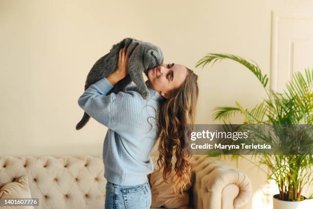 young beautiful girl with a pet cat. british fold stubborn gray cat. - knitted house stock pictures, royalty-free photos & images