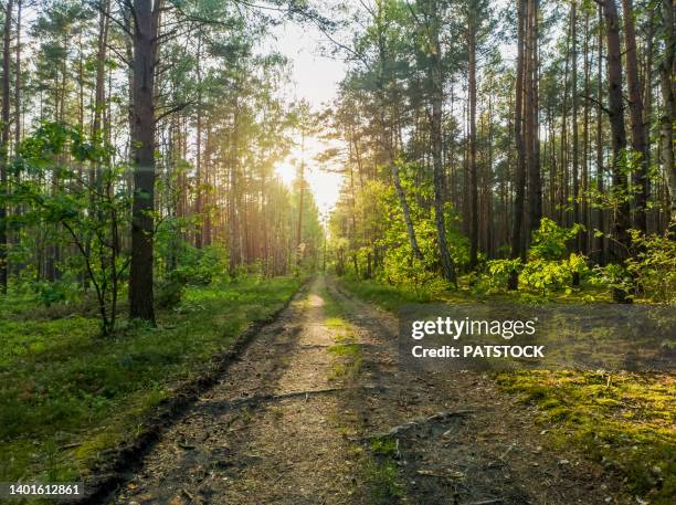 sun glowing through the trees in a forest at springtime. - country road stock pictures, royalty-free photos & images