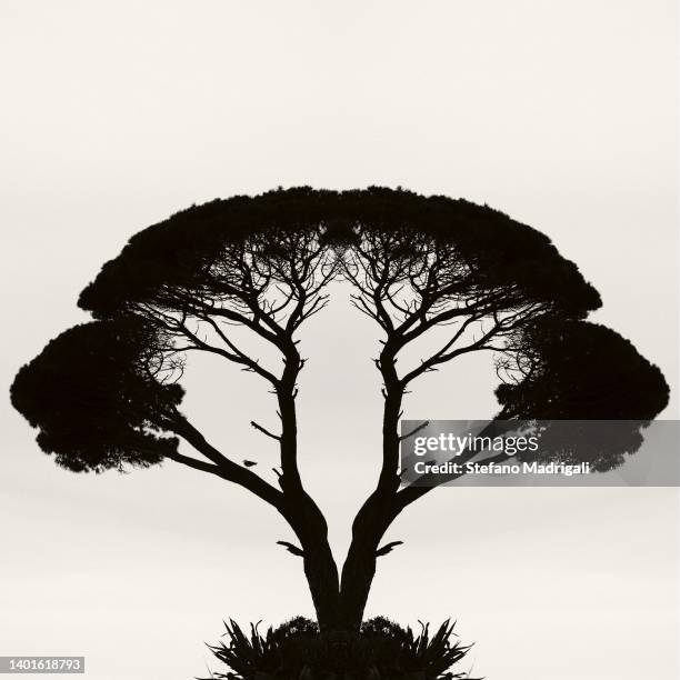 black tree silhouette on white background, graphic lighting - scots pine tree stock pictures, royalty-free photos & images