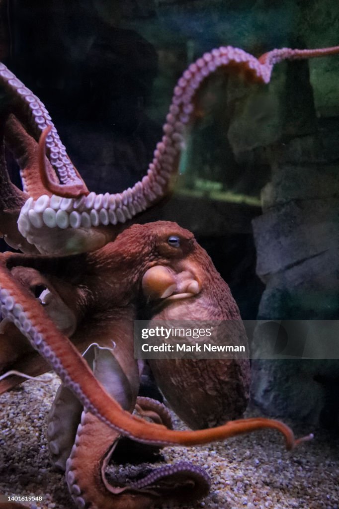 Giant Pacific Octopus