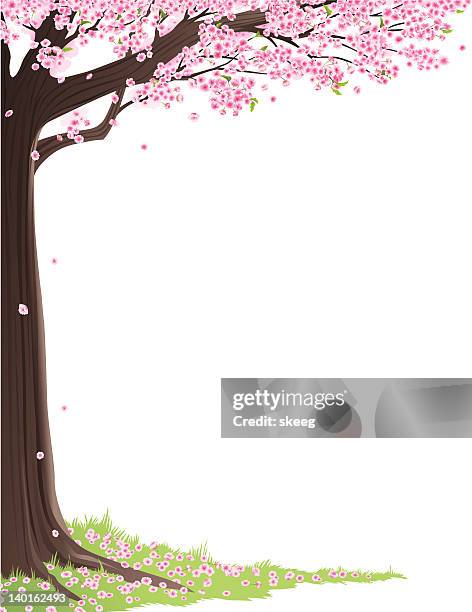 cherry blossom tree frame - cherry blossoms white background stock illustrations