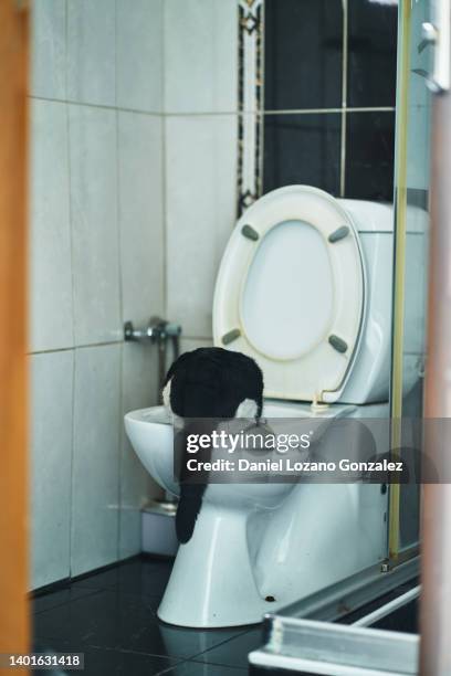 cat drinking water from toilet - cat drinking water stock pictures, royalty-free photos & images