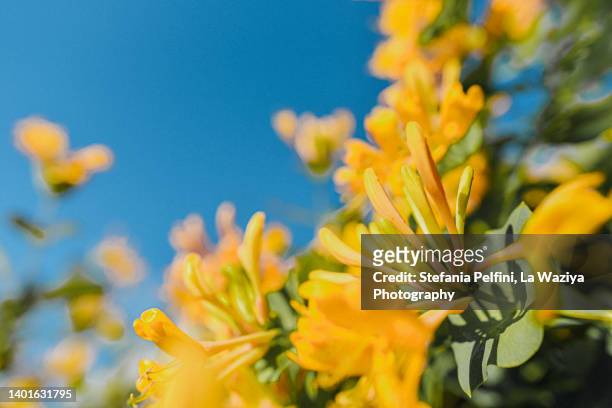 yellow lonicera on blue sky background - honeysuckle stock-fotos und bilder