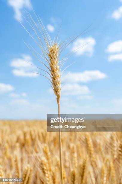 close-up of wheat in field - low angle view of wheat growing on field against sky fotografías e imágenes de stock