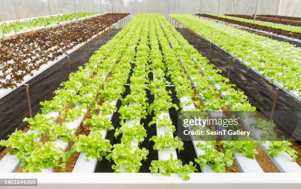 organic hydroponic vegetable - hidropónica fotografías e imágenes de stock