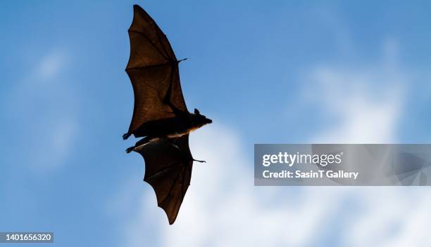 flying fox - pteropus poliocephalus photos et images de collection