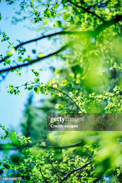 green leaves abstract nature spring or summer background. sun shining through branches of green leaves - twig fotografías e imágenes de stock