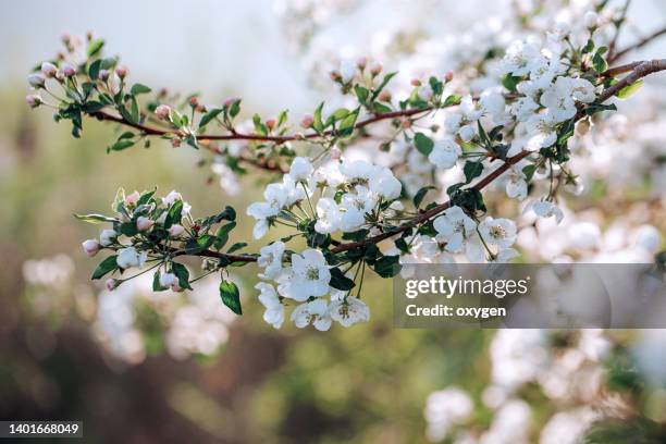 apple tree floral blossom. bright spring background. spring white apple fruit flowers. - blossom tree stockfoto's en -beelden