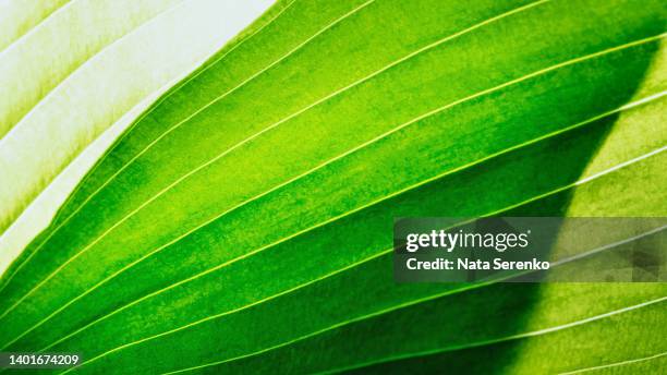 extreme close up texture of leaf veins - photosynthesis stock pictures, royalty-free photos & images