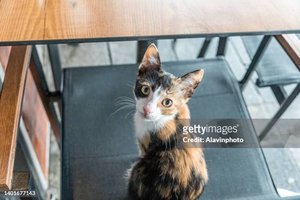 stray cat in istanbul - stray animal stock-fotos und bilder