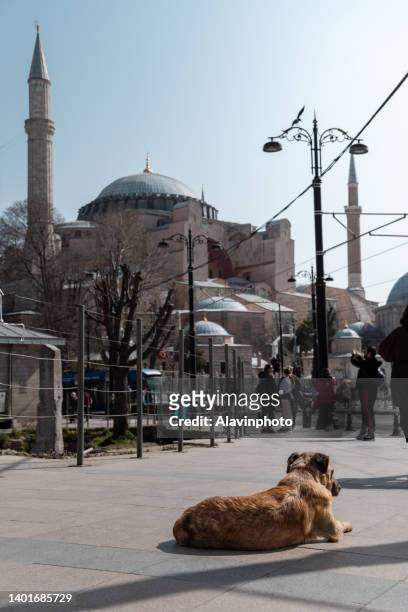 stray dog lying down in front of st. sofia mosque in istanbul - dog turkey stock pictures, royalty-free photos & images