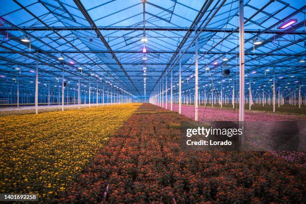 the inside of a working chrysanthemum greenhouse - organic farm stock pictures, royalty-free photos & images