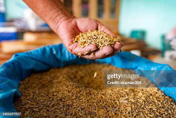 hand holding rice paddy on the hand for global food crisis concept - un food and agriculture organization stockfoto's en -beelden