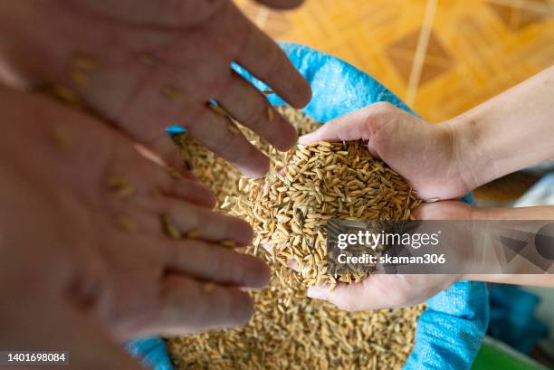 selective focus farmer hand-holding and pouring paddy rice  hand to hand the  global food crisis concept - 国連食料農業機関 ストックフォトと画像