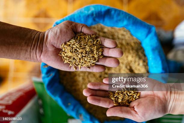 selective focus farmer hand-holding and pouring paddy rice  hand to hand the  global food crisis concept - un food and agriculture organization stockfoto's en -beelden