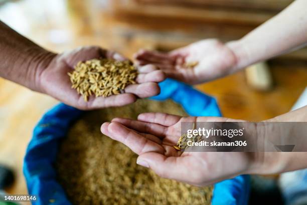 selective focus farmer hand-holding and pouring paddy rice  hand to hand the  global food crisis concept - fao stock-fotos und bilder