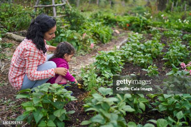 mother and toddler daughter gardening - side view vegetable garden stock pictures, royalty-free photos & images