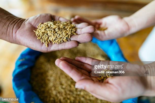 selective focus farmer hand-holding and pouring paddy rice  hand to hand the  global food crisis concept - hungry stock-fotos und bilder