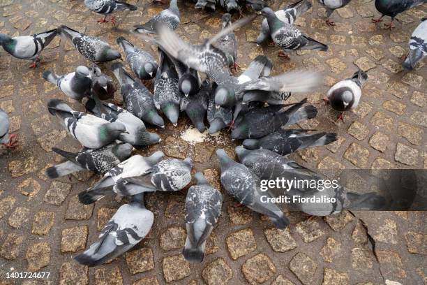 somebody in the main square of the old city feeding a flock of doves with rice - pigeon stock-fotos und bilder