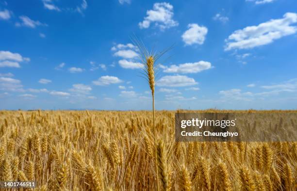 close-up of wheat in field - low angle view of wheat growing on field against sky fotografías e imágenes de stock