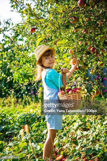 child with child with an apple selective focus garden - child foodie photos et images de collection