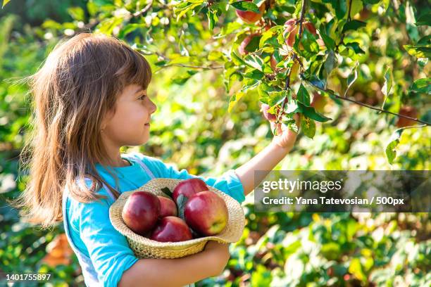 child with child with an apple selective focus garden - child foodie photos et images de collection