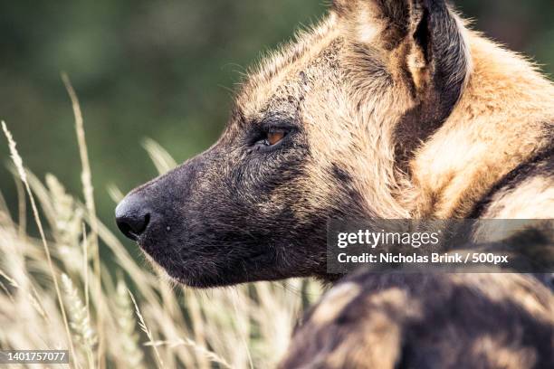 close-up of dog looking away - lycaon photos et images de collection