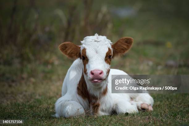 portrait of cow sitting on field - hereford cow stock pictures, royalty-free photos & images