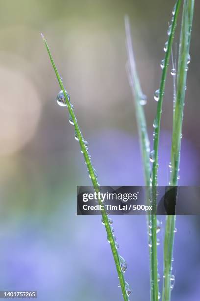 close-up of wet plant - grasspriet stockfoto's en -beelden