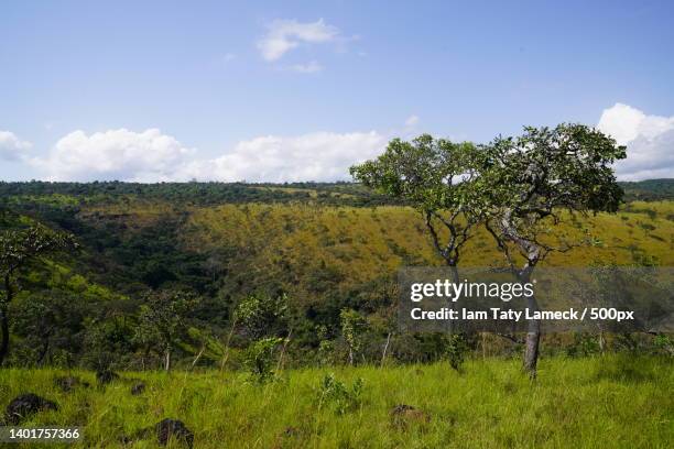 trees on field against sky,burundi - burundi east africa ストックフォトと画像