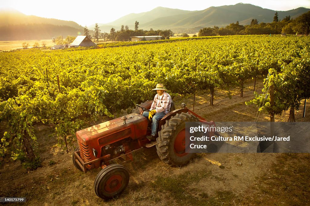 Farmer driving tractor in vineyard