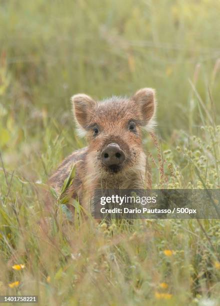 portrait of bear standing on grassy field,parco naturale del monviso,crissolo,cuneo,italy - wildschwein stock-fotos und bilder