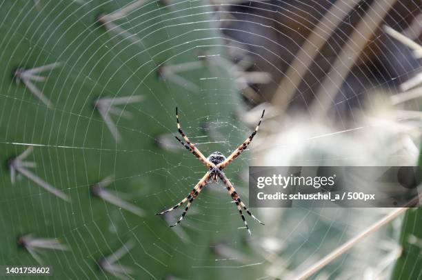 huari wari,museo de sitio wari,spinne mit spinnennetz,peru - spinnennetz stock pictures, royalty-free photos & images