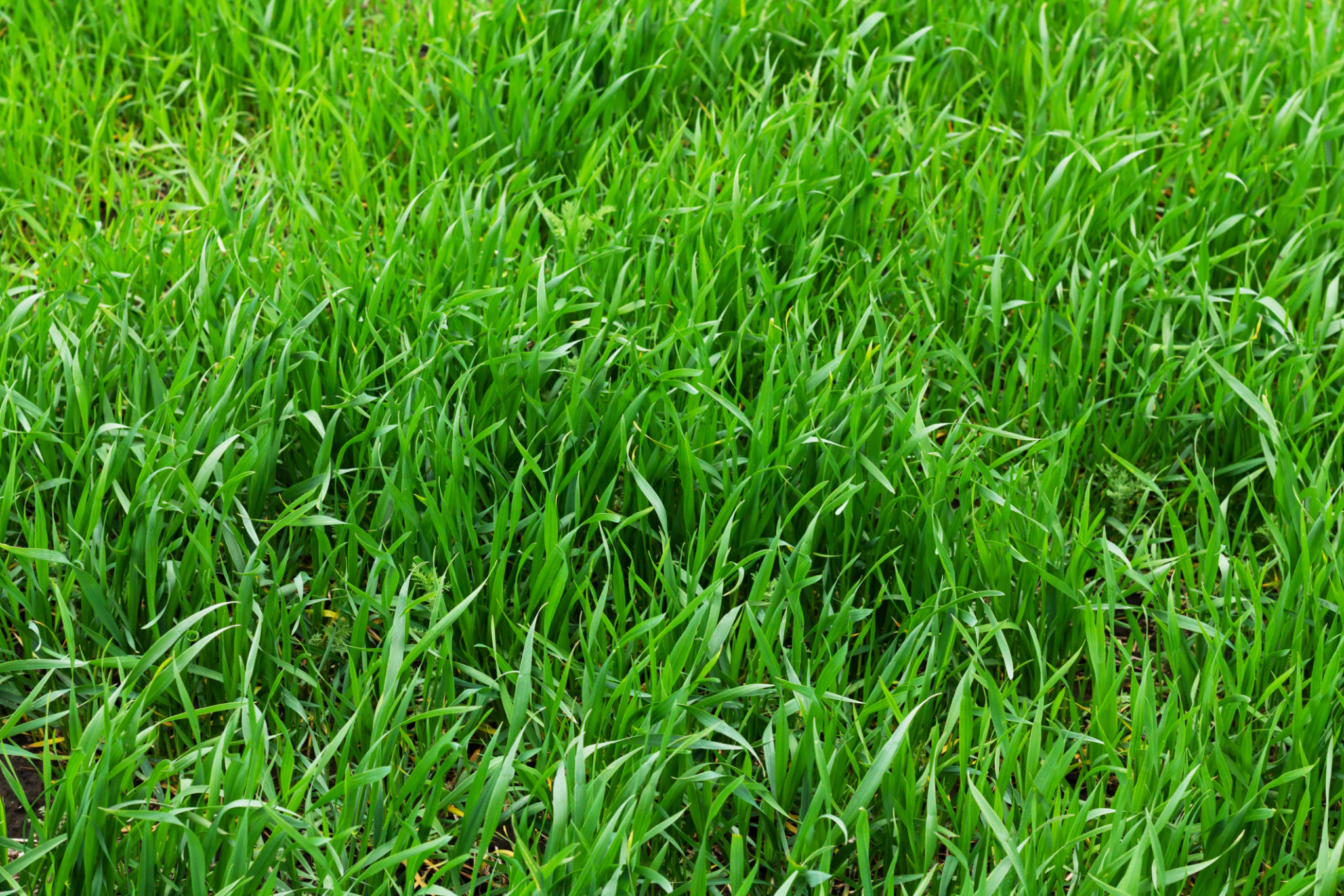 tall fescue lawn