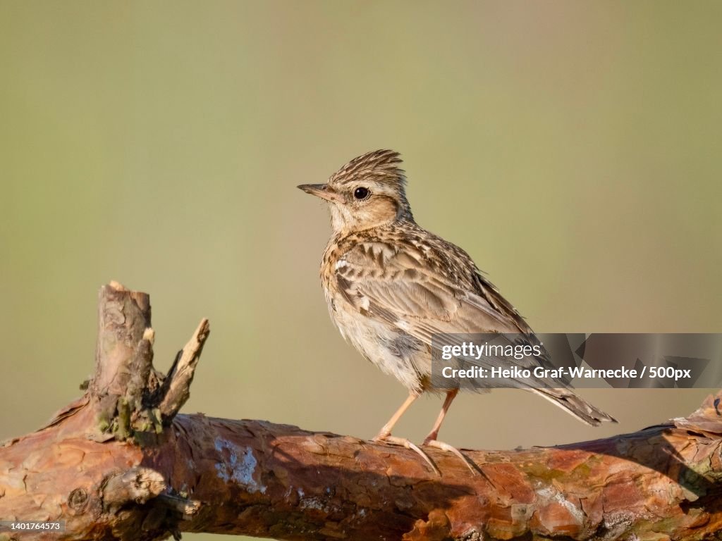 Close-up of songlark perching on branch,Germany