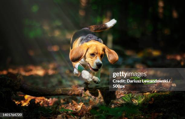 close-up of beagle running on field - beagle stock pictures, royalty-free photos & images