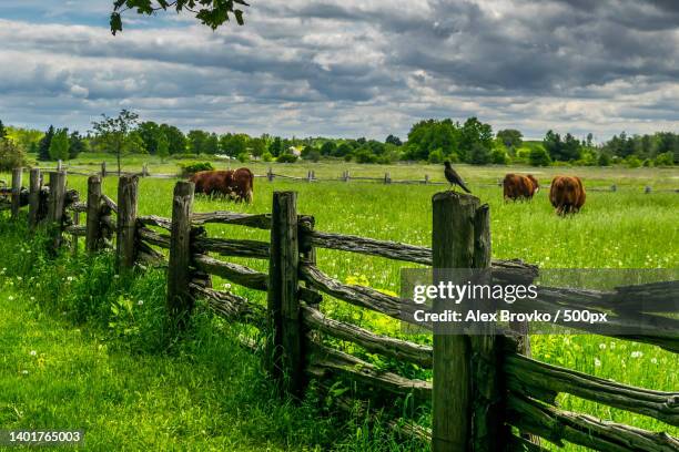 scenic view of field against sky,mapleton,ontario,canada - farm fence stock pictures, royalty-free photos & images